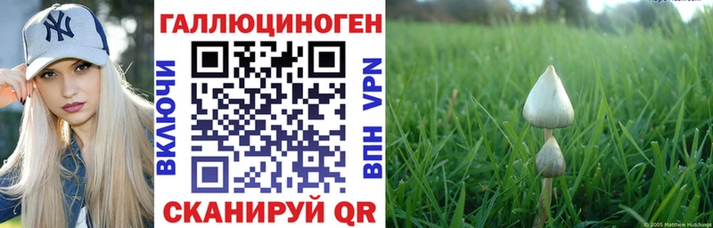 Псилоцибиновые грибы Psilocybine cubensis  Нальчик 